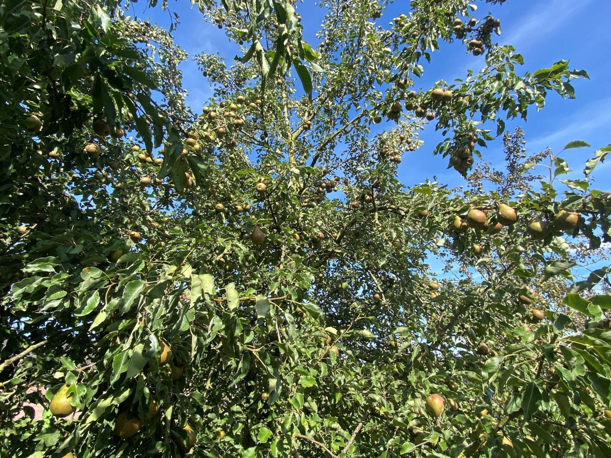 הוילה Beilen Veldzicht Brunsting מראה חיצוני תמונה
